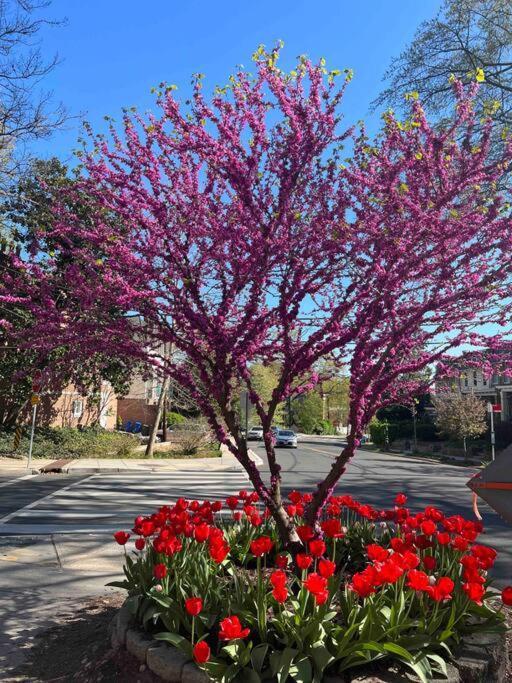 Glover Park/Georgetown Oasis With Parking Washington Exterior foto